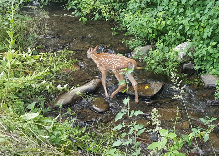 Deer in Creek